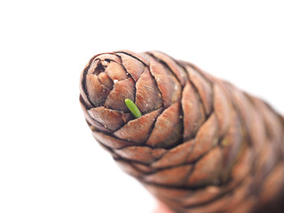 pine cone on a white background