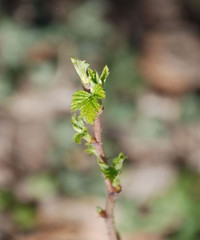 Young Raspberry Shoot