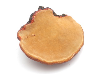 tinder fungus on a white background