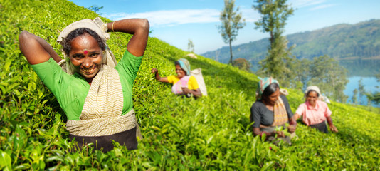 A Group Of Happy Tea Pickers Harvesting Concept - obrazy, fototapety, plakaty