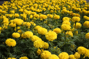 Marigolds flower in the nature or garden.