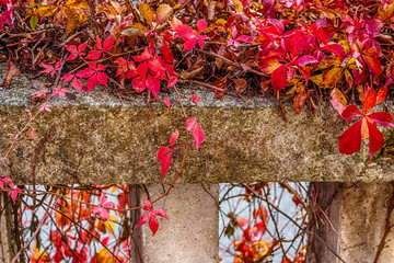red creeper on old stone parapet
