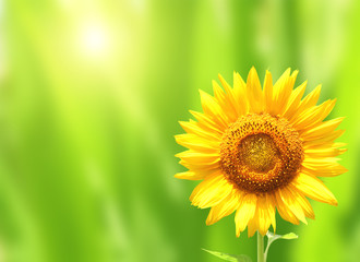 Obraz premium Bright yellow sunflower on green background