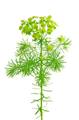 Euphorbia cyparissias (cypress spurge) isolated on white backgro