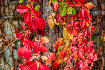 red creeper on old wall