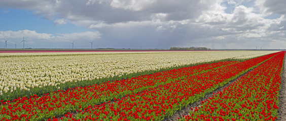 Obraz na płótnie Canvas Tulips in a field in spring
