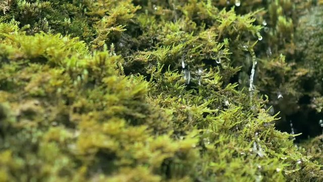Slow motion closeup of spring water as it falls and dribbles on green moss