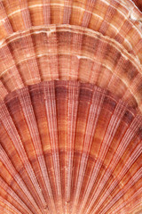 background of seashells  of mollusk, close up © mychadre77