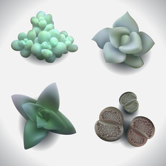 succulents-set-2