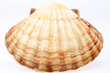 seashell of mollusc isolated on white background