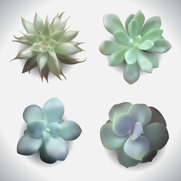 succulents-set