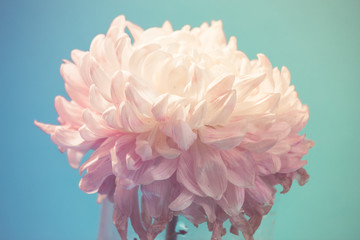 gentle flower of chrysanthemum - obrazy, fototapety, plakaty