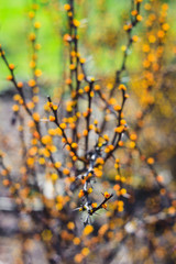 Berberis branches with flowers and starshaped bokeh