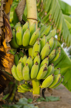 The bunch of banana