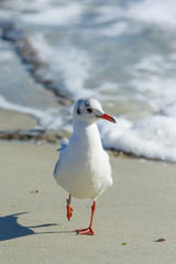 Seagull steps