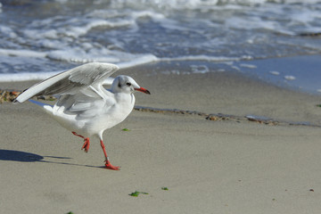 Scamper seagull