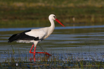 Hunting white stork