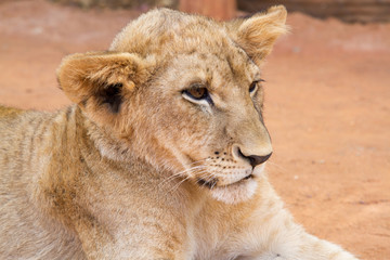 Lion Cub