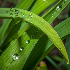 droplets on grass, very shallow focus