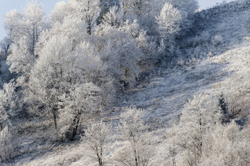 Winter landscape. Frost morning in mountains.