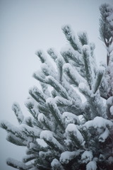 christmas evergreen pine tree covered with fresh snow
