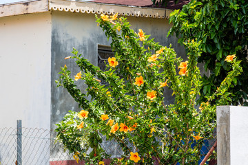 Fototapeta na wymiar Hibiscus by Fence