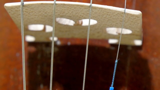 The four strings of the big violin. The strings have blue ties on the bottom and has white board to hold on it
