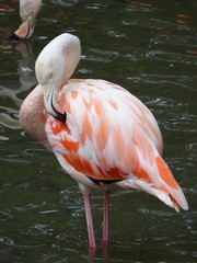flamant rose