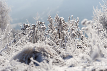 Winter landscape. Frost morning in mountains.