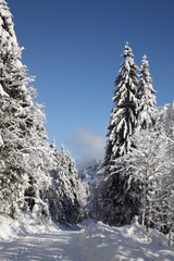 Winterwald