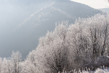 Winter landscape. Frost morning in mountains.