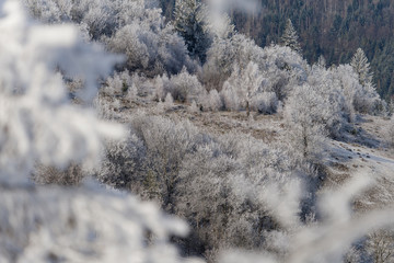 Winter landscape. Frost morning in mountains.