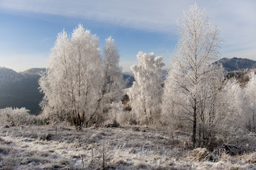Winter landscape. Frost morning in mountains.