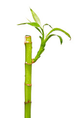 Lucky Bamboo on a white background