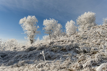 Winter landscape. Frost morning in mountains.