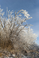 Winter landscape. Frost morning in mountains.