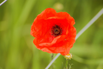 Fototapeta premium mak