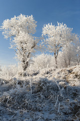 Winter landscape. Frost morning in mountains.