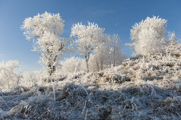 Winter landscape. Frost morning in mountains.