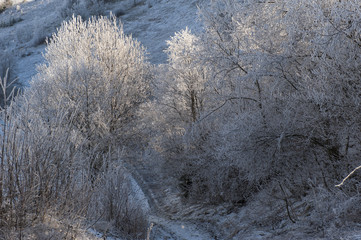 Winter landscape. Frost morning in mountains.