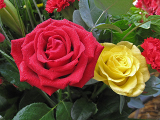 Rose rouge et jaune