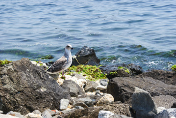 Mewa na kamienistej plaży