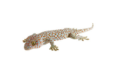 gecko
