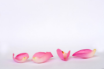 Romantic empty grey white serene background with four pink rose leaves with empty room copy space