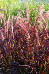 Pennisetum setaceum Rubrum - ornamental grass in a garden