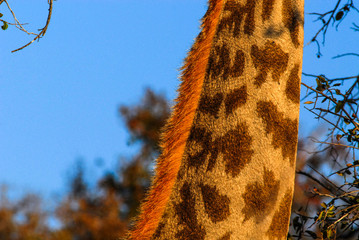 Hals einer Giraffe