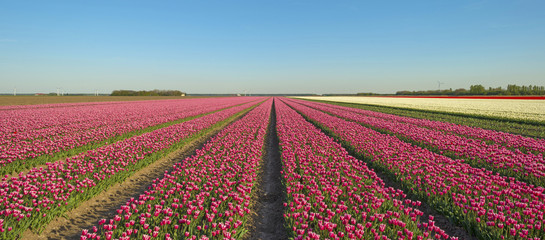 Tulips in a field in spring