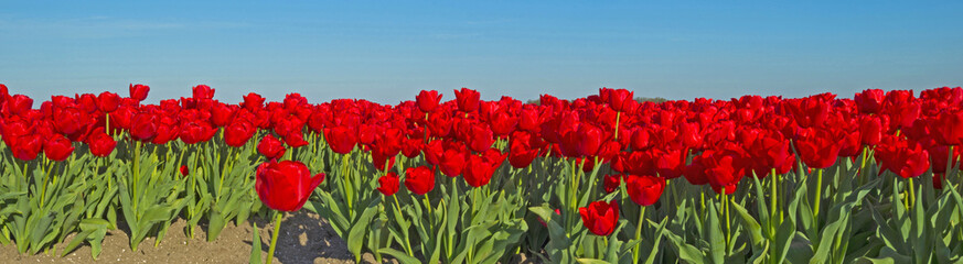 Obraz premium Tulips in a field in spring