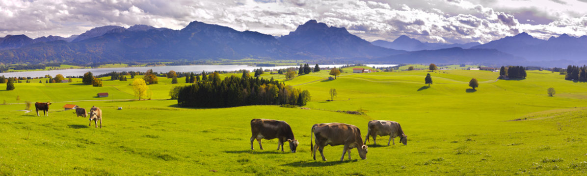 Panorama Landschaft in Bayern mit Forggensee und den Alpen im Allg&auml;u