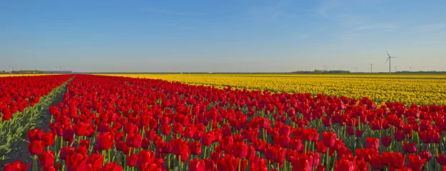 Foto auf Acrylglas Tulpe Tulpen auf einem Feld im Frühjahr
